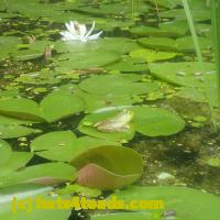 /home//u458753944/public_html/sourcegallery//Frogs/More bullfrogs/P7140832.JPG